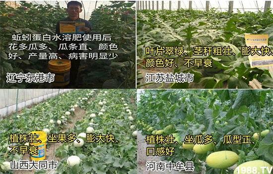 水溶肥市場大變革??？海藻精、魚蛋白將被它代替！1000多用戶鼎力推薦！