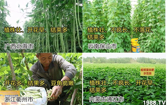 水溶肥市場大變革?。亢Ｔ寰?、魚蛋白將被它代替！1000多用戶鼎力推薦！