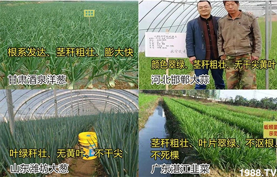 水溶肥市場大變革??？海藻精、魚蛋白將被它代替！1000多用戶鼎力推薦！