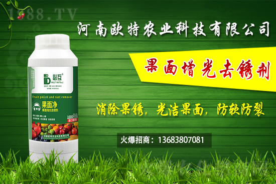 草莓施肥如何避免肥害發(fā)生？早春大棚草莓管理技術(shù)要點(diǎn)！