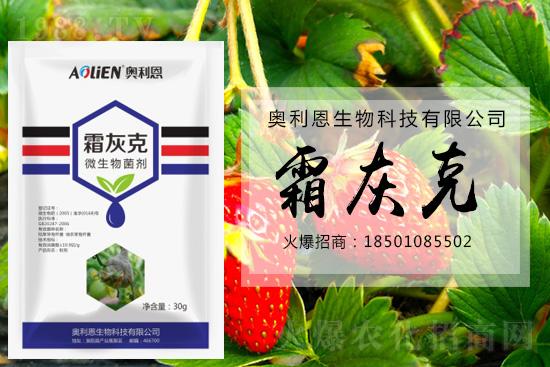 冬季草莓易發(fā)灰霉病，預(yù)防措施怎么做？