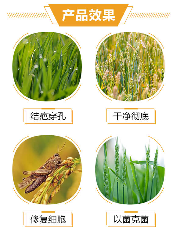 膠凍樣類芽孢桿菌·哈茨木霉菌-橘長-三顆橘子_03