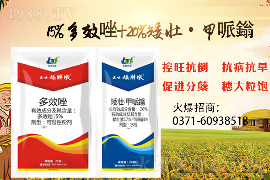 小麥控旺，勢不可擋，專業(yè)控旺，效果為王！