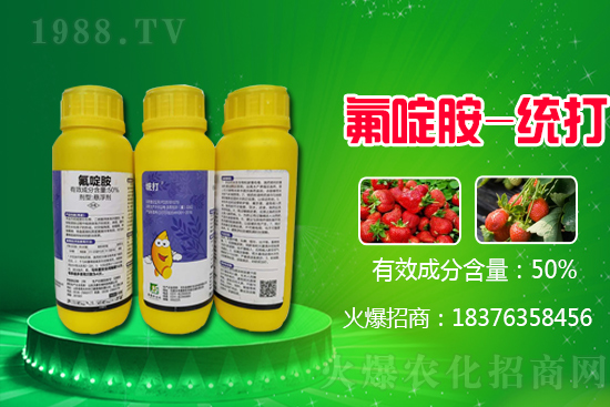 2021年2月5日山東大蔥價格行情