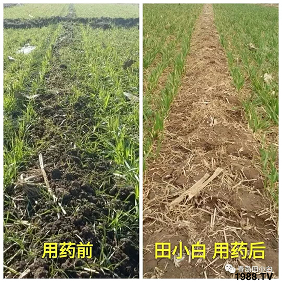 小麥雜草，節(jié)節(jié)麥泛濫成災(zāi)，怎么辦？小麥除草劑怎么選