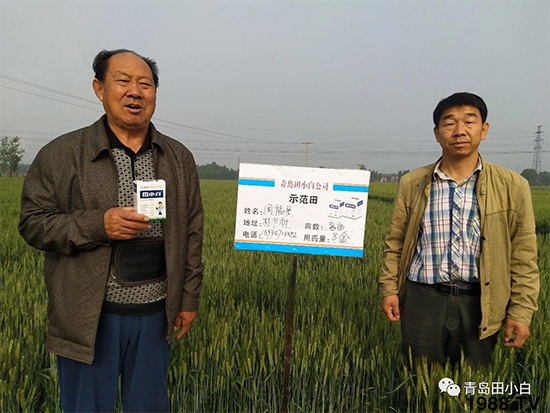 小麥雜草，節(jié)節(jié)麥泛濫成災(zāi)，怎么辦？小麥除草劑怎么選