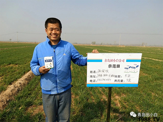 小麥雜草，節(jié)節(jié)麥泛濫成災(zāi)，怎么辦？小麥除草劑怎么選