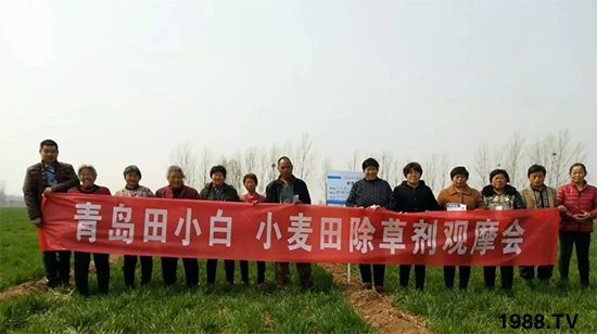 小麥雜草，節(jié)節(jié)麥泛濫成災(zāi)，怎么辦？小麥除草劑怎么選