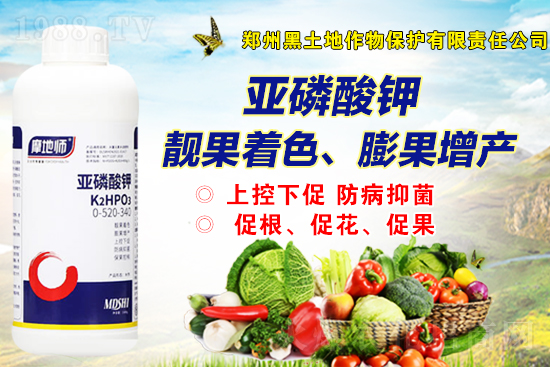 2022年2月19日磷銨新報價是多少？