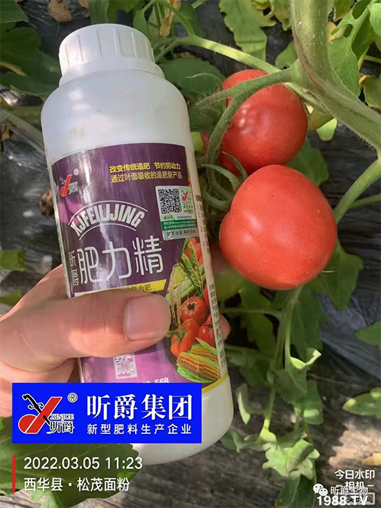     用過肥力精的小麥莖桿桿粗壯根系發(fā)達(dá)