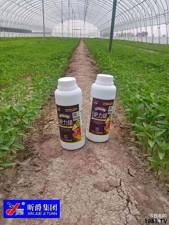 作物落花落果、座果低不用急！激發(fā)潛能，促花座果的秘訣在這！