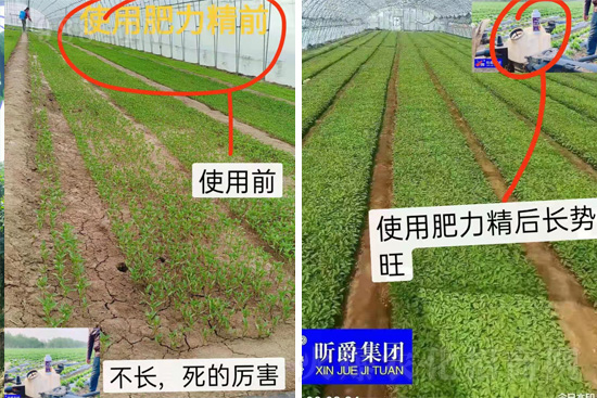 作物落花落果、座果低不用急！激發(fā)潛能，促花座果的秘訣在這！