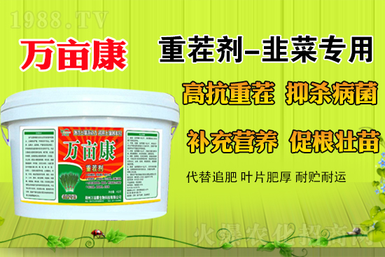 韭菜什么時(shí)候種更合適？春季露地韭菜管理方法及注意事項(xiàng)