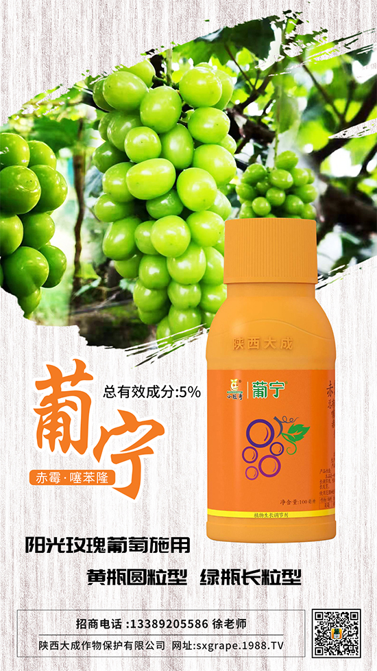 葡萄如何保果座果，減少大小粒？這些管理相當重要！