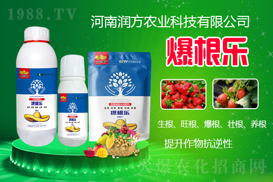     河南潤方農(nóng)業(yè)科技有限公司【微生物菌劑-爆根樂-土草帽】可幫助植物建立強壯強大的根系，促進植物對土壤養(yǎng)分、水分與氣體的吸收利用。生根、旺根、爆根、壯根、養(yǎng)根，增強抗逆性。