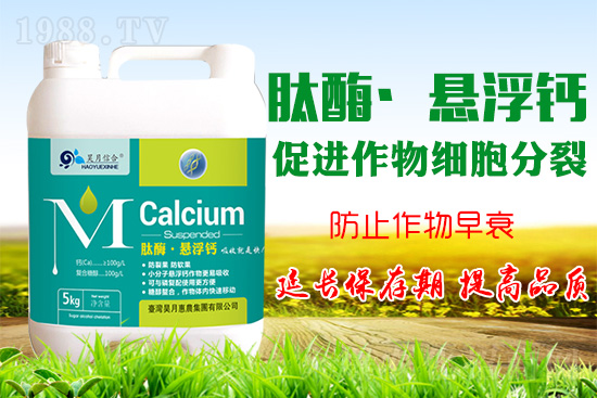 蘋果樹花后補鈣很關(guān)鍵！蘋果補鈣的四個誤區(qū)你知道嗎？