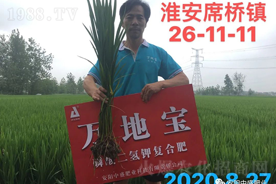 水稻分蘗不好對產(chǎn)量有多大影響？促進(jìn)水稻分蘗怎么做？