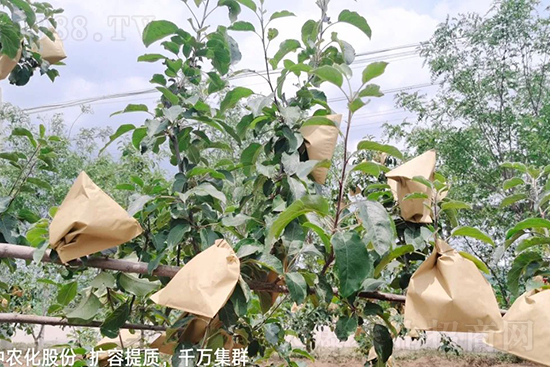     果實(shí)套袋后可減少農(nóng)藥殘留，改善果子的外觀品質(zhì)，可大大提高果品賣相，更容易出售并賣出高價，所以果樹套袋目前仍然是我國果園的主要管理方法，套袋蘋果表光就是好，也少病害。