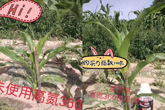 液體氮肥有哪些優(yōu)點(diǎn)？液體氮肥能替代尿素追肥嗎？