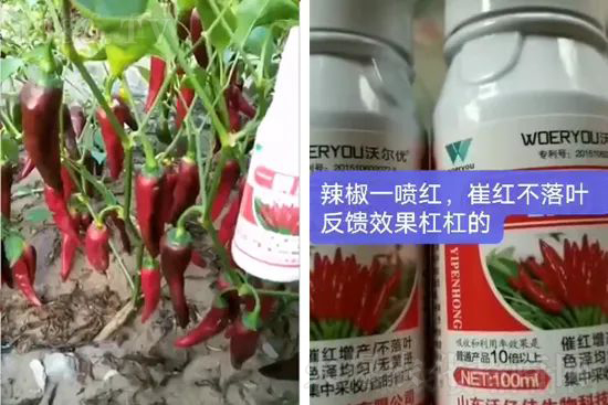 增紅率提高95%！催紅不落葉！收入翻幾番！就用辣椒一噴紅！