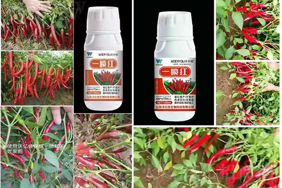 增紅率提高95%！催紅不落葉！收入翻幾番！就用辣椒一噴紅！