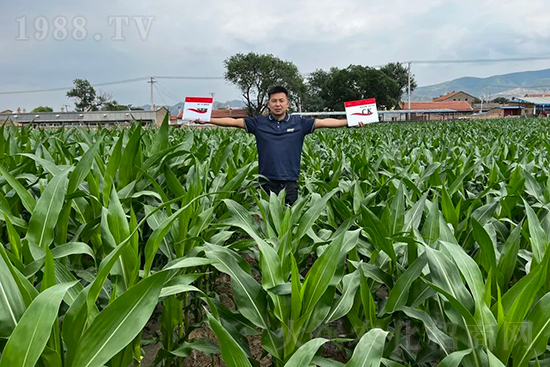 渾源玉米頂呱呱，營(yíng)養(yǎng)補(bǔ)充全靠它
