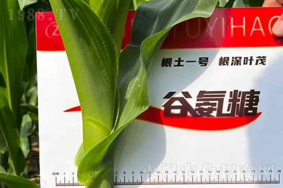 渾源玉米頂呱呱，營(yíng)養(yǎng)補(bǔ)充全靠它