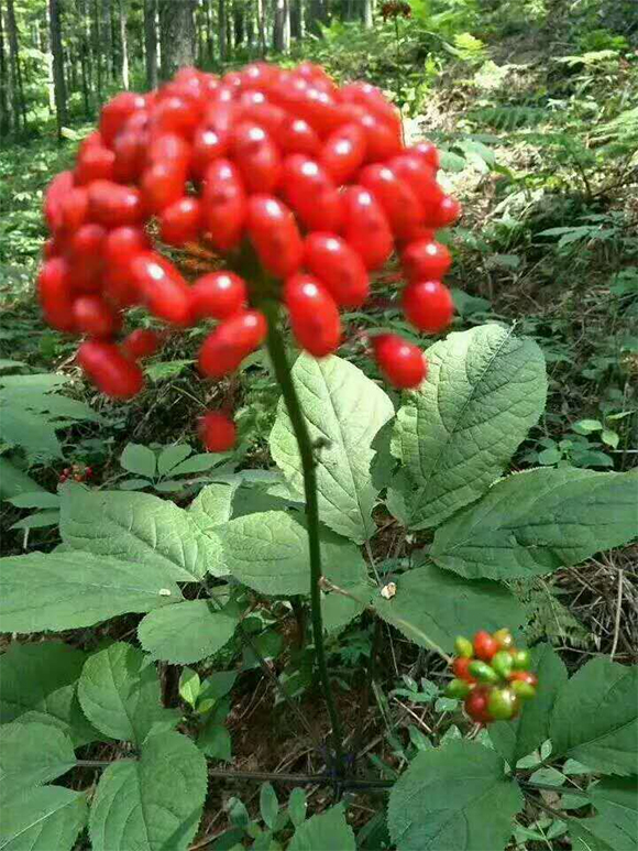 �˅�������ˎԴ���B(t��i)���ܷ�-����̿-ʢ̩����2