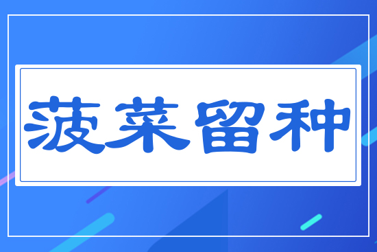 菠菜留種