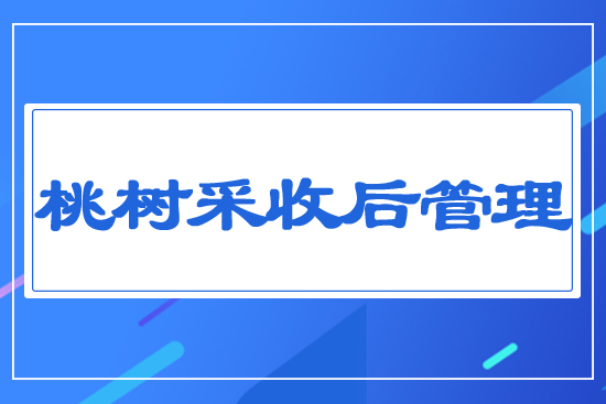 桃樹采收