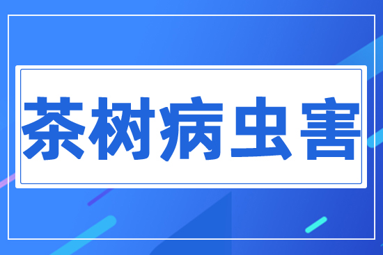 茶樹(shù)病蟲(chóng)害