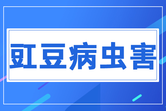豇豆病蟲(chóng)害