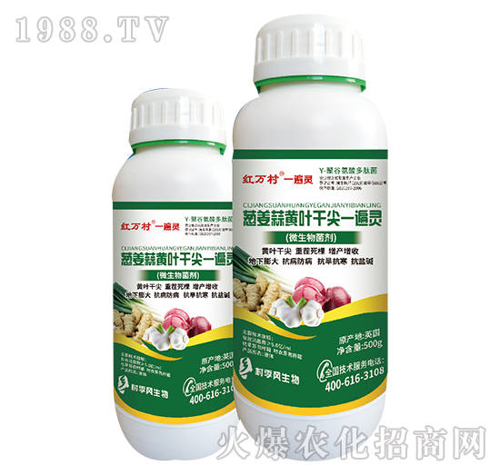 蔥姜蒜黃葉干尖一遍靈-人人共享農化