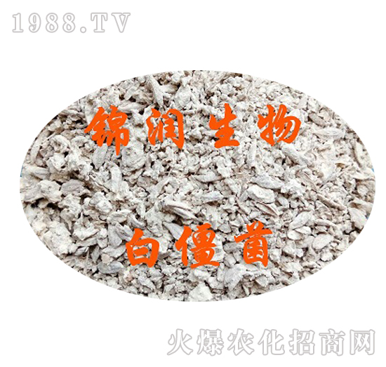 白僵菌-錦潤生物