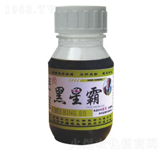 黑星霸-恒綠植物