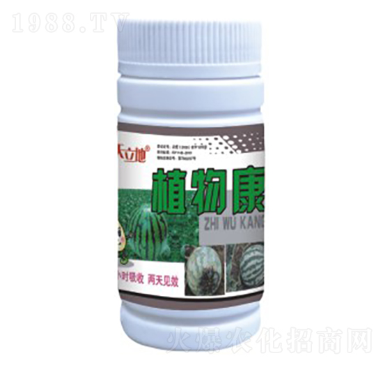 植物康-恒綠植物