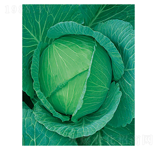 京豐一號甘藍-太樂種業(yè)