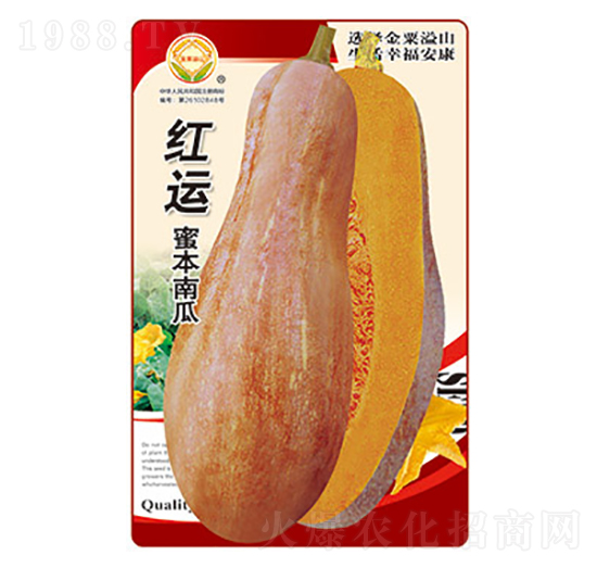 南瓜種子-紅運(yùn)蜜本南瓜-太樂(lè)種業(yè)