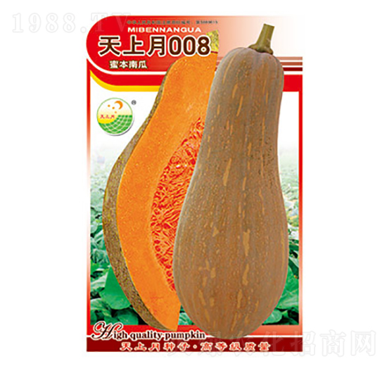 南瓜種子-天上月008-太樂種業(yè)