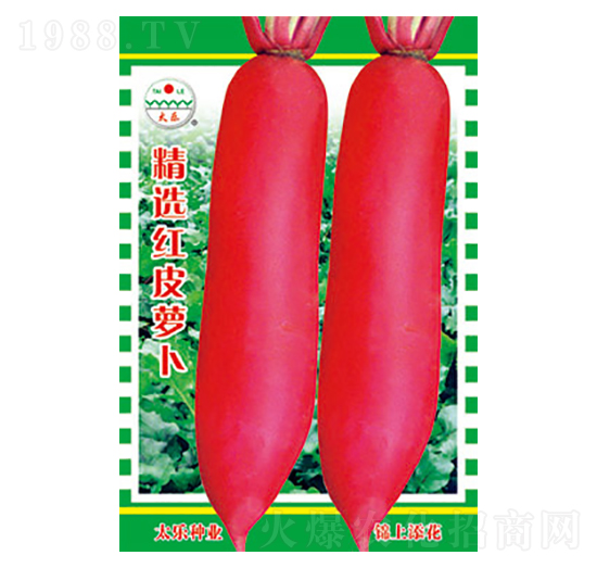 蘿卜種子-精選紅皮蘿卜-太樂種業(yè)
