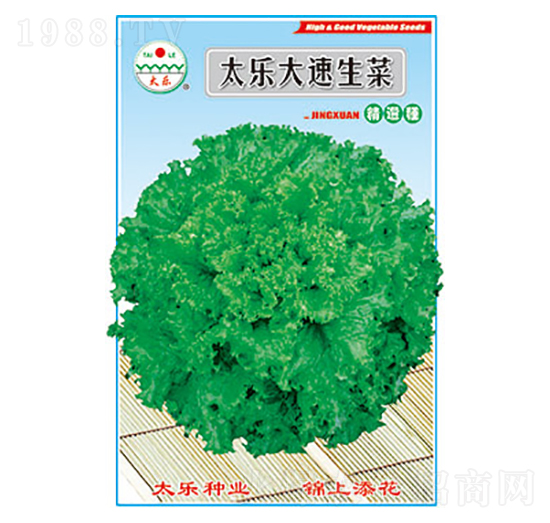 生菜種子-太樂大速生菜-太樂種業(yè)