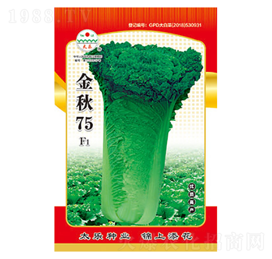 白菜種子-金秋75-太樂種業(yè)