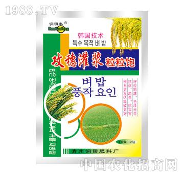 潤田-攻穗灌漿粒粒飽