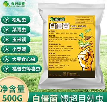 白僵菌原粉-強(qiáng)興生物