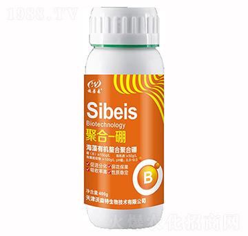 �ۺ�һ��-��ɭ��