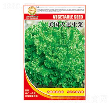 生菜種子-美國(guó)大速生菜-太樂(lè)種業(yè)