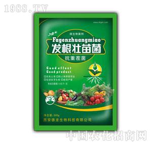 ����-12���l(f��)�������